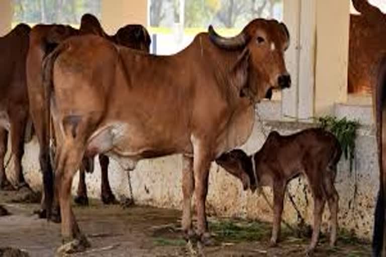 gang-used-to-use-luxury-car-to-steal-cattle-in-biswanath