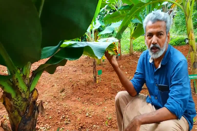 Nirav Banana Bank in Vengeri  Variety of Banana Tree Calicut  Nirav Banana Bank Director Babu Parambath  വാഴകൾക്കും ഒരു ബാങ്ക്  നിറവ് ബനാന ബാങ്ക്  നിറവ് ബനാന ബാങ്ക് ഡയറക്ടർ ബാബു പറമ്പത്ത്