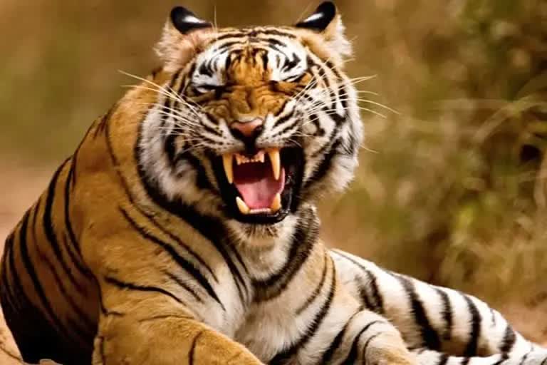 Tiger Population in Wild