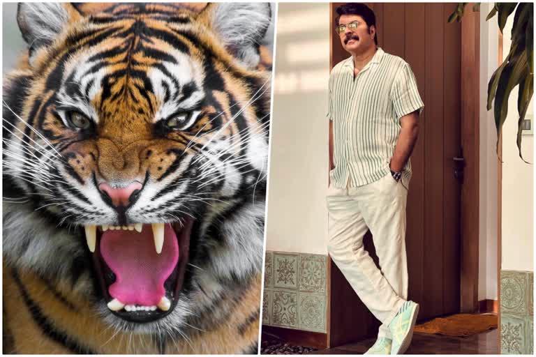 National Tiger Day  Mammootty shares new image  കടുവ ദിനത്തില്‍ ആശംസയുമായി മമ്മൂട്ടി  Mammootty on National Tiger Day  Mammootty upcoming movies  ദേശീയ കടുവ ദിനത്തില്‍ ആശംസകള്‍ അറിയിച്ച് മെഗാസ്‌റ്റാര്‍