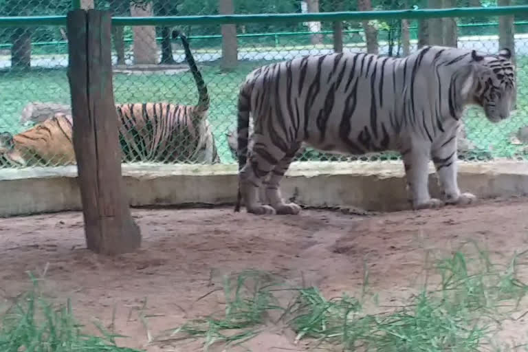 World Tiger Day Quiz Competition at Birsa Munda Biological Park