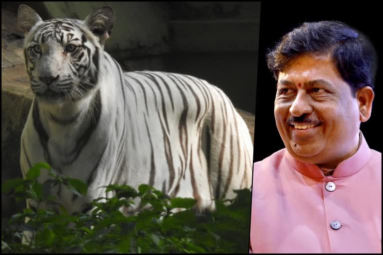 Minister Murugesh Nirani adopted a female tiger