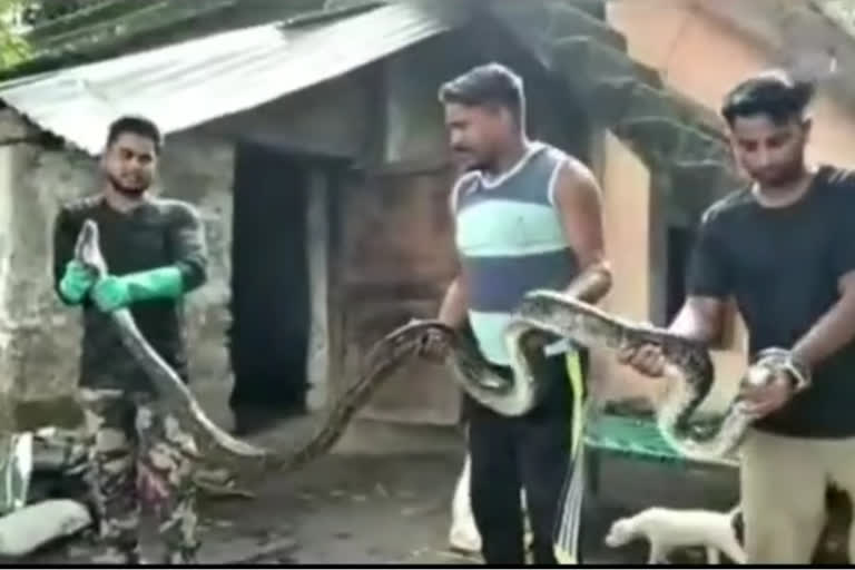 8 feet long snake