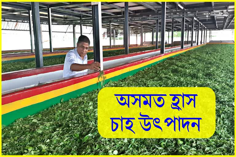 Tea production in Assam