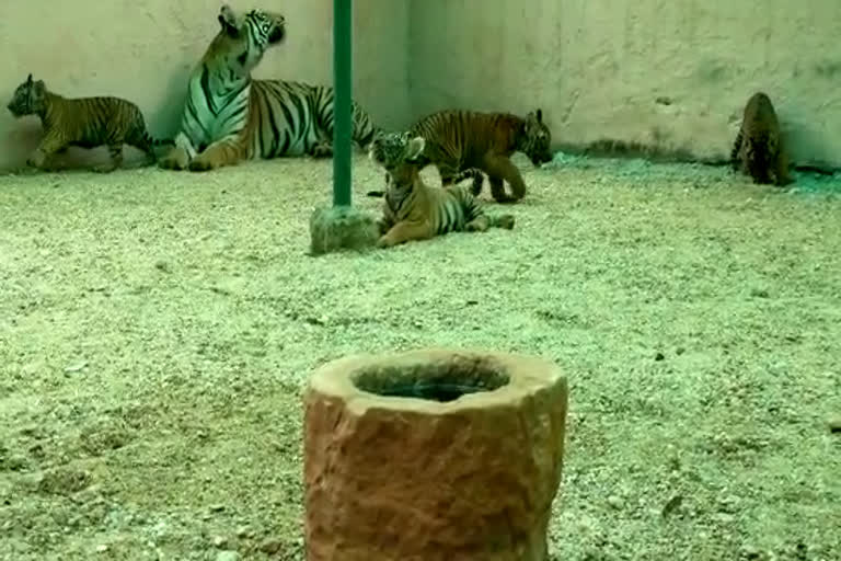 International Tiger Day at Bilaspur Kanan Pendari Zoo