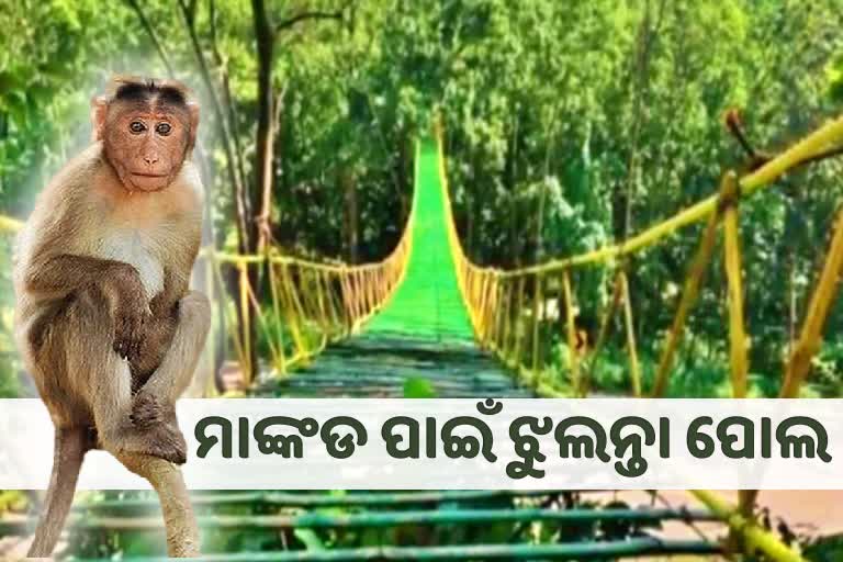 ରାସ୍ତାରେ ନୁହଁ ଝୁଲନ୍ତା ପୋଲରେ ଚାଲିବେ ମାଙ୍କଡ