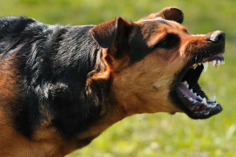 വൈക്കം വെച്ചൂരിൽ പേപ്പട്ടി ആക്രമണം  dog attack rabies kottayam  rabies infected dog bites  വളർത്തുനായയ്ക്ക് പേവിഷബാധ