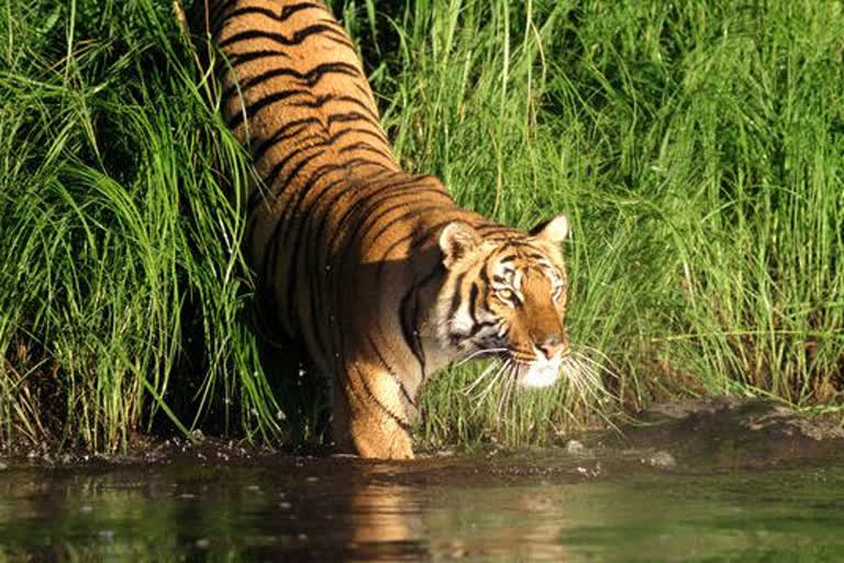 Number of Tigers in Sundarbans increasing to 96