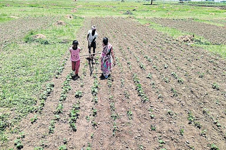 The farmer Used his wife and Daughter as Yoke to remove the weed from the crop field