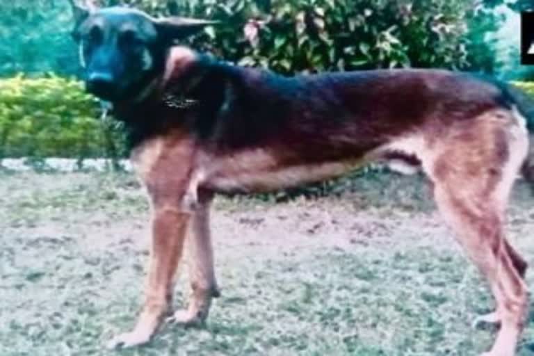 Army dog Axel killed during anti-terrorist operation in Kashmir