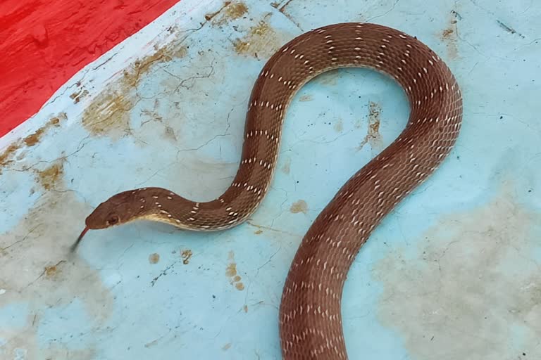 Banded racer snake seen