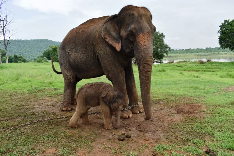 Elephant Anarkali Gives Birth To female child