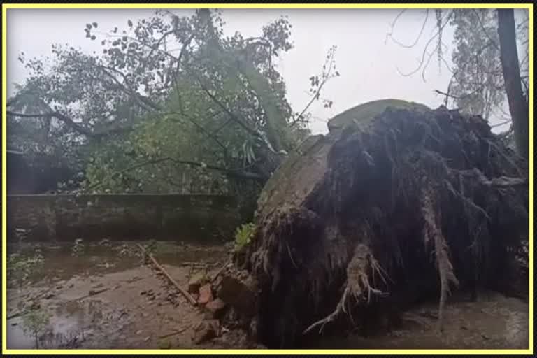 shops-were-damaged-and-traffic-was-disrupted-due-to-falling-tree