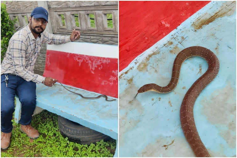 Banded racer snake found in Pratapgarh in Rajasthan