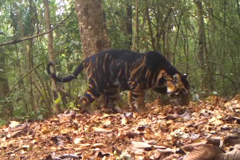 rare-melanistic-black-tiger-in-odisha-national-park