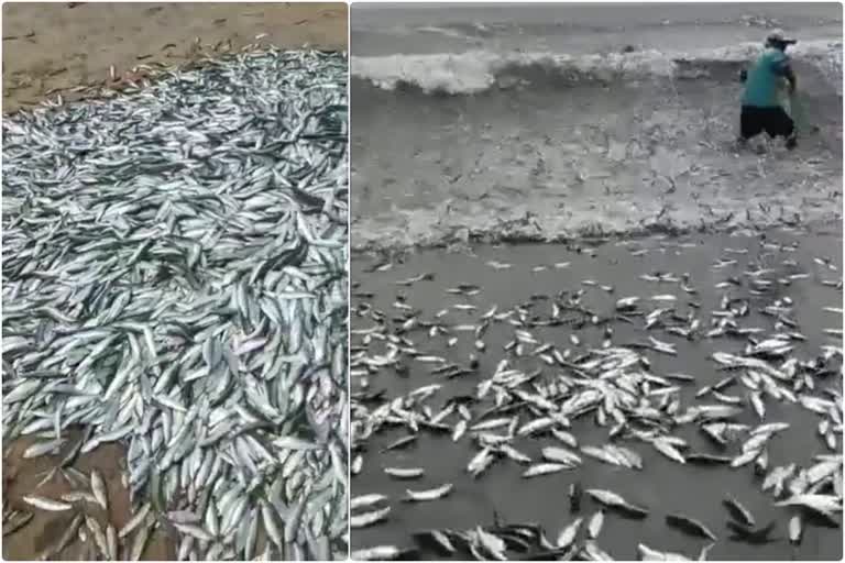 sardines in Tirur  shoal of sardines in tirur  shoal of sardines came ashore with the waves in Tirur  trawling ban in kerala  തിരൂരില്‍ മത്തി ചാകര  ട്രോളിങ് നിരോധനം കേരളത്തില്‍  തിരൂരില്‍ ആഞ്ഞുവീശിയ തിരക്കൊപ്പം കരയ്‌ക്കെത്തിയത് മീന്‍ കൂട്ടം