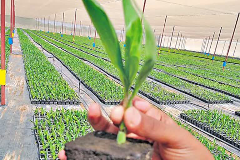 Oil Palm Cultivation