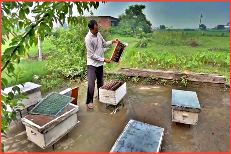 beekeeper subhash kamboj of haryana