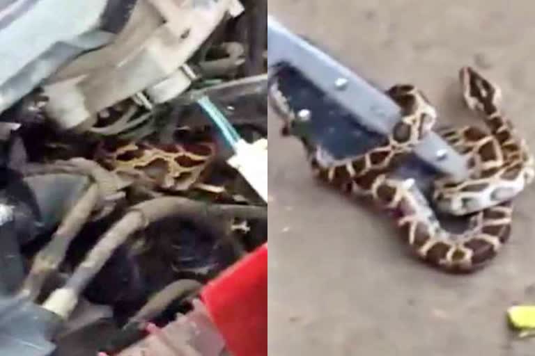 Python in Scooty