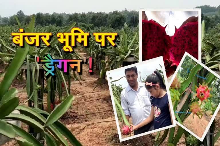 dragon fruit grown on barren land in Bokaro