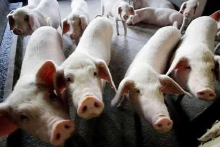 African Swine fever reported again in Kerala