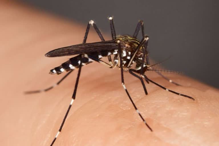 Dengue malaria outbreak in Bastar