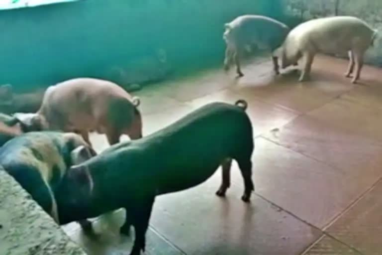 african-swine-fever-reported-in-kannur-and-wayanad-districts-of-kerala