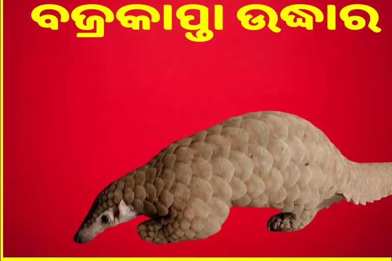 ହଲଦିଆପଦରରୁ ୫ କିଲୋଗ୍ରାମ ଓଜନର ବଜ୍ରକାପ୍ତାକୁ ଉଦ୍ଧାର କଲା ବନ ବିଭାଗ