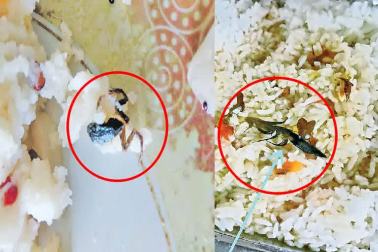 Andhra Pradesh: Frog found in Upma at Nannaya University