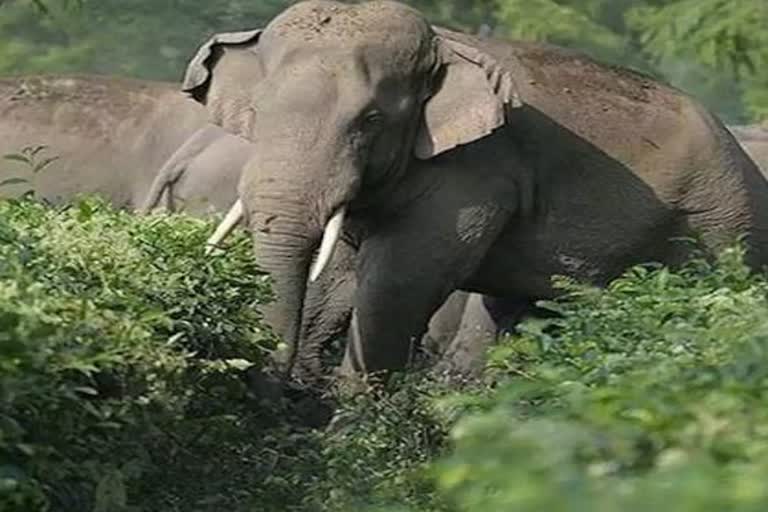Balod Elephant Chanda Attack