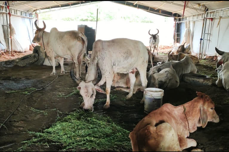 Gujarat: Official chief says Lumpy infected cow's milk 'not dangerous' as  death toll crosses 1500, gujarat animal husbandry chief says lumpy infected  cows milk not dangerous as death toll crosses 1500