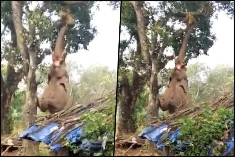 an-elephant-plucked-jackfruit-from-a-tree