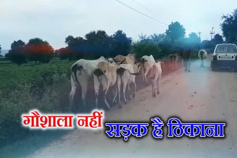 Bhopal Jabalpur Highway Cows die
