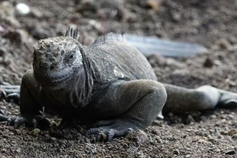 Land iguana that disappeared century ago is reproducing naturally after reintroduction