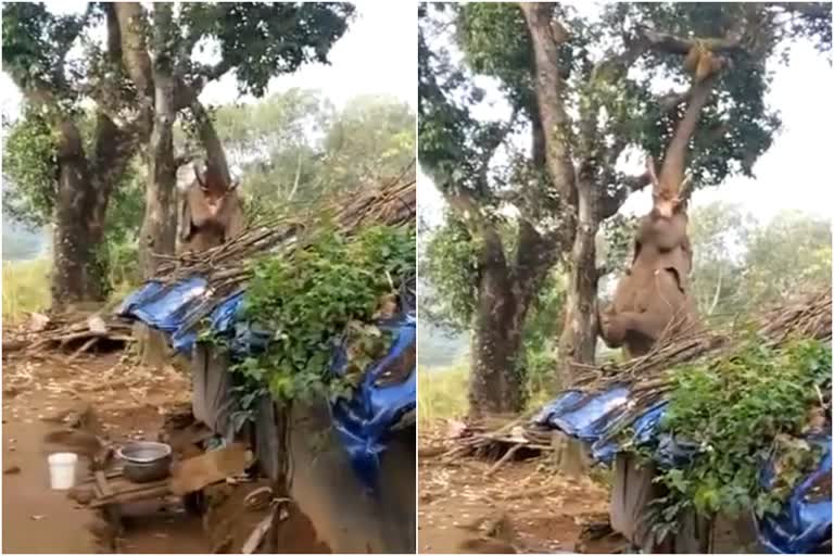 elephant climbing jackfruit tree  elephant struggling to pluck jackfruit from tree  viral video of elephant climbing tree  elephant plucking jackfruit from tree  ആന വൈറല്‍ വീഡിയോ  ചക്ക പറിച്ചിടുന്ന ആനയുടെ വീഡിയോ  പ്ലാവ് കുലുക്കി ചക്ക പറിച്ചിടുന്ന ആന  പ്ലാവില്‍ കയറി ചക്ക വലിച്ചിട്ട് ആന  പ്ലാവില്‍ കാല്‍ കയറ്റിവച്ച് ചക്ക പറിച്ചിട്ട് ആന