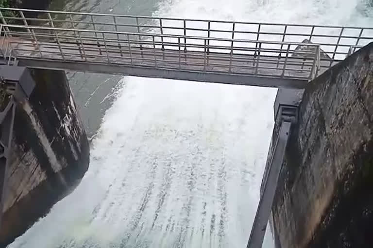 idukki rain dam open  idukki rain cardamom plantation  ഇടുക്കി മഴ  ഏലം മേഖലയിൽ കനത്ത നഷ്‌ടം  ചെറുകിട ഡാമുകൾ തുറന്നു  മണ്ണിടിഞ്ഞ് വീണു  kerala rain updates  kerala rains  idukki latest news