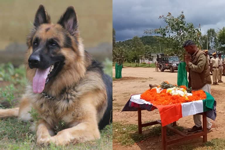 Bandipur hunter dog Rana's funeral with state honor