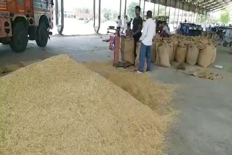 paddy procurement in haryana