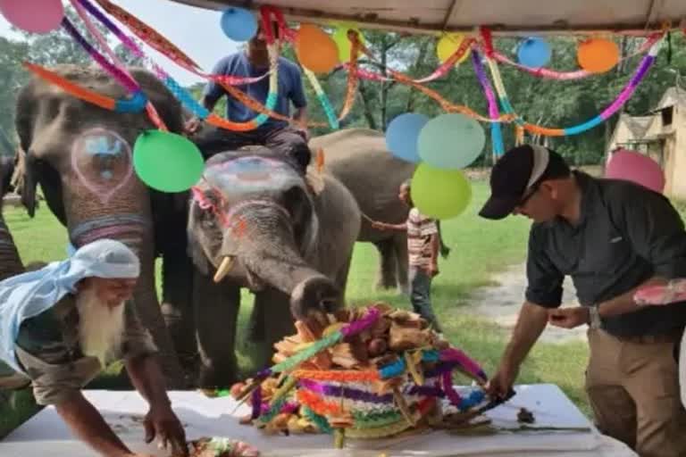 Elephant Sawan Birthday Celebrated at Corbett Park Ramnagar