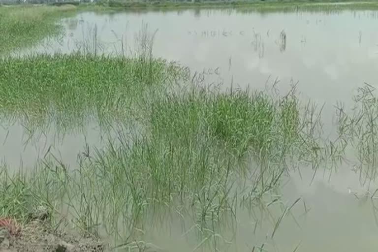 Crops damage in Bhiwani