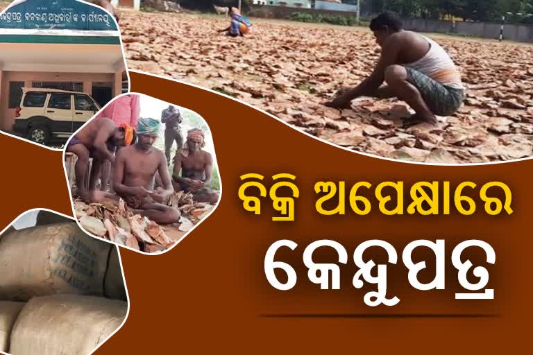 ବିକ୍ରି ହେଉନି କେନ୍ଦୁପତ୍ର, ଚିନ୍ତାରେ ବିଭାଗ