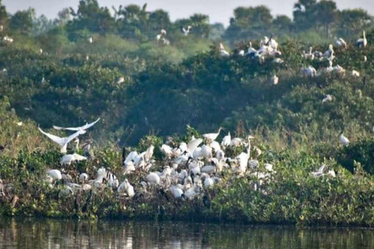 wetlands