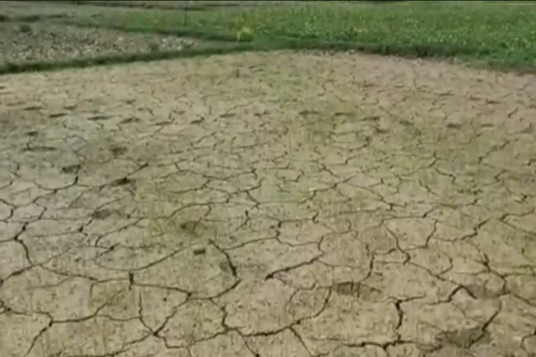 Farmers disappointed due to lack of rain in monsoon in Koderma