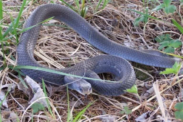 Roorkee Snake News