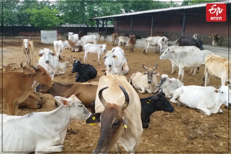 Hingonia Cow Rehabilitation Center