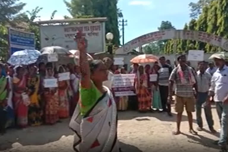 Tea worker protest