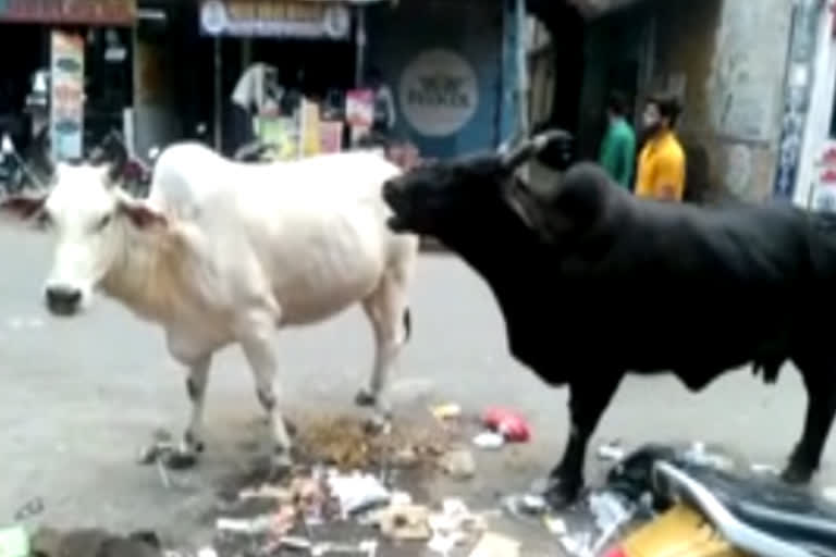 Symptoms of lumpy seen in cows, samples sent from Alwar to Jaipur