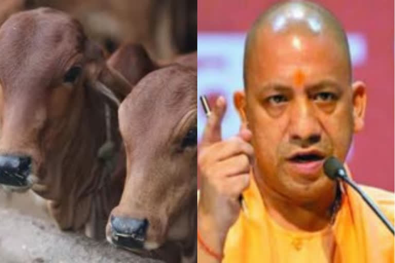 cm yogi amroha cows death