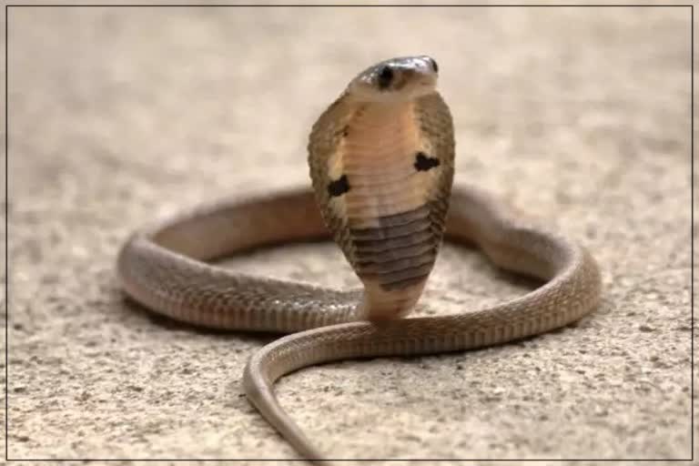 Dholpur Snakebite Case