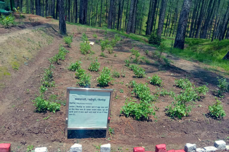 India's first Himalayan Spice Garden built at Sauni in Uttarakhand's Almora